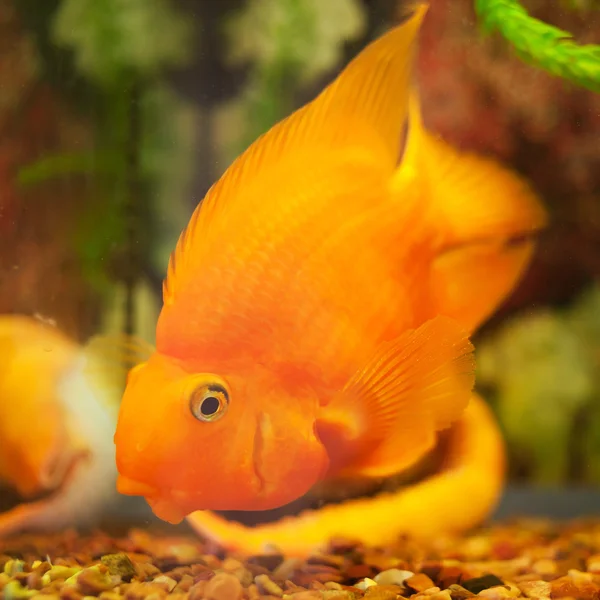 Orangefarbener Goldfisch schwimmt unter Wasser — Stockfoto