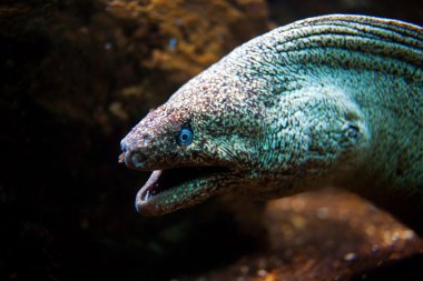 Moray Eel with its mouth open  clipart