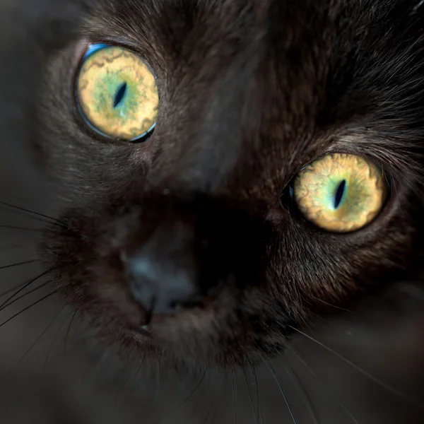 Очі чорного кота крупним планом . — стокове фото
