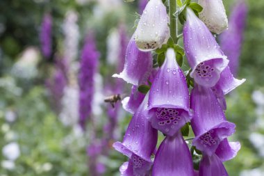 Bahçedeki yüksükotu çiçekleri yeşilliğin arka planına karşı. Metnin yazılışı için çiçeklerin yanında boş alan var.