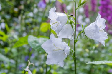 Bahar bahçesinde açan çanların dalları.