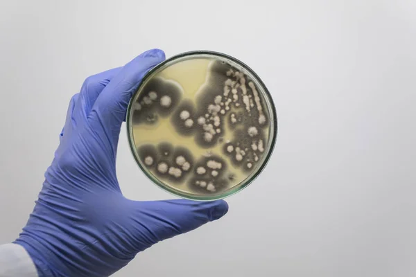 Scientist Holds His Hand Open Petri Dish Colonies Mold Which Royalty Free Stock Photos