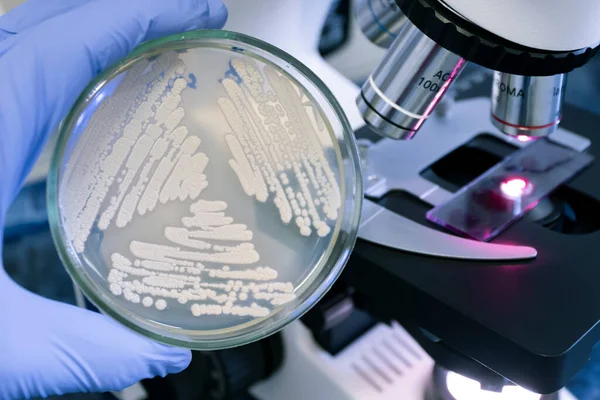 Cientista Detém Uma Placa Petri Com Diferentes Culturas Puras Bactérias Imagens Royalty-Free