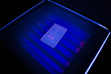 Laboratuvarda ultraviyole ışık altında elektroforezden sonra DNA örnekleriyle birlikte aktoz jeli..