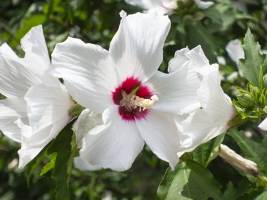 Büyük güzel amber çiçeği, böcekleri cezbetmek için saf beyaz çiçek rengi.