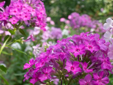 Phlox 'un pembe çiçekleri bahçede panikliyor, yazın güzel çiçekler açıyor, böcekler için parlak ve sulu bir çiçek rengi.