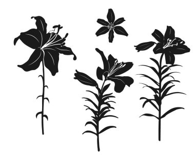 lms ve ayrı bir tomurcuk ile bir sapı üzerinde zambak çiçekleri bir set. Beyaz arkaplanda siyah çizgi