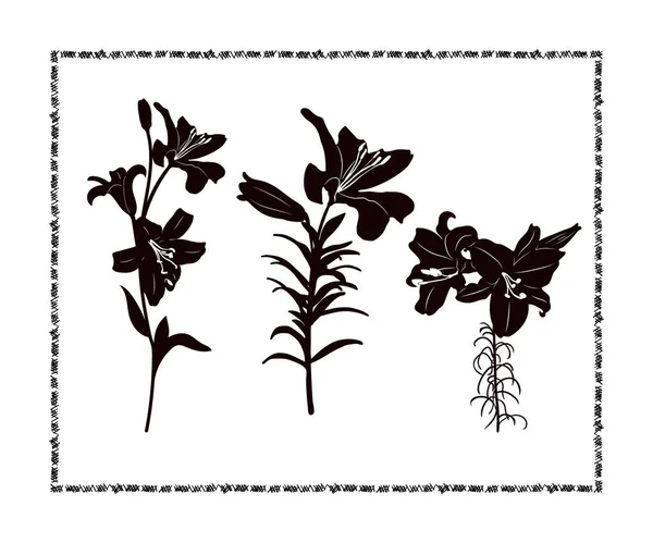 Set Aus Schwarzen Silhouetten Von Lilienblüten Auf Weißem Hintergrund Vektorillustration — Stockvektor