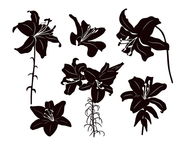 Siluetas Flores Lirio Elegantes Tallo Con Hojas Brotes Esquema Negro — Vector de stock