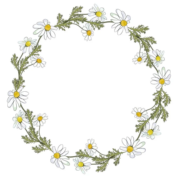 Kamomillblommor Krans Vektor Clipart Och Design För Sublimering — Stock vektor