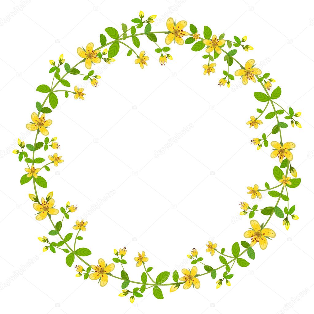 A wreath of Hypericum flowers. Round floral frame. Vector clipart and design for sublimation of medicinal plants.
