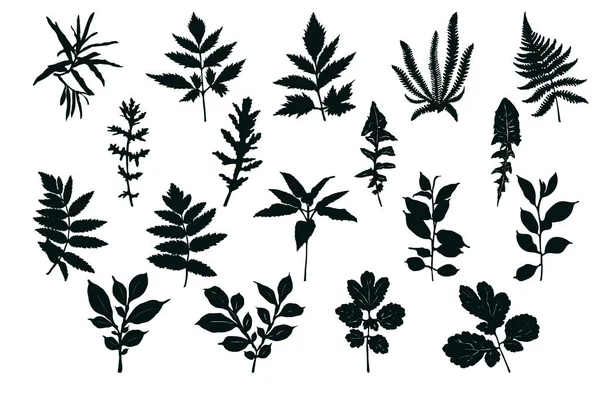 Set Von Silhouetten Von Blättern Schwarzer Aufdruck Auf Weißem Hintergrund — Stockvektor