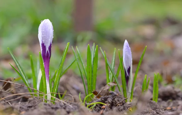 春クロッカスの花 — ストック写真