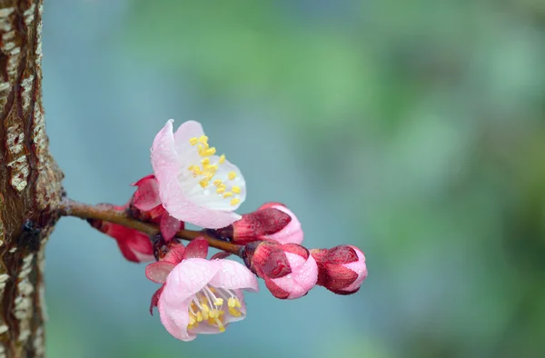 Pembe çiçeklerle bahar — Stok fotoğraf