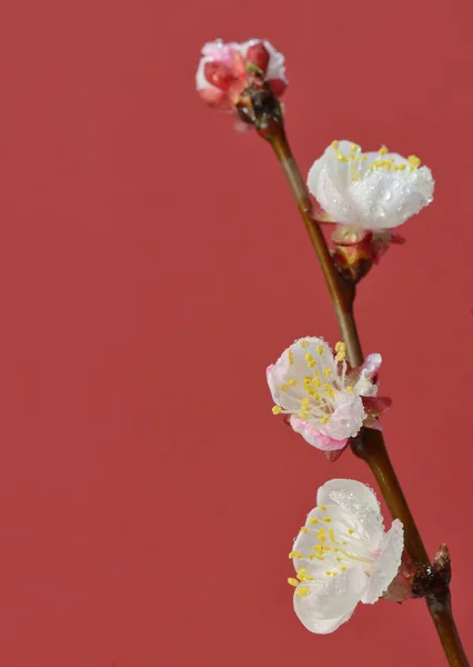 Brunch kiraz çiçekleri — Stok fotoğraf