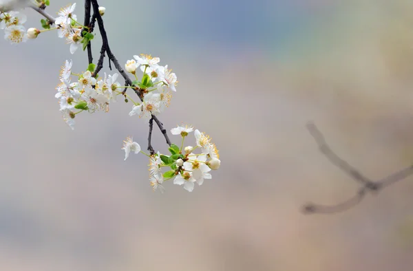 Cherry tree blommor isolerade — Stockfoto