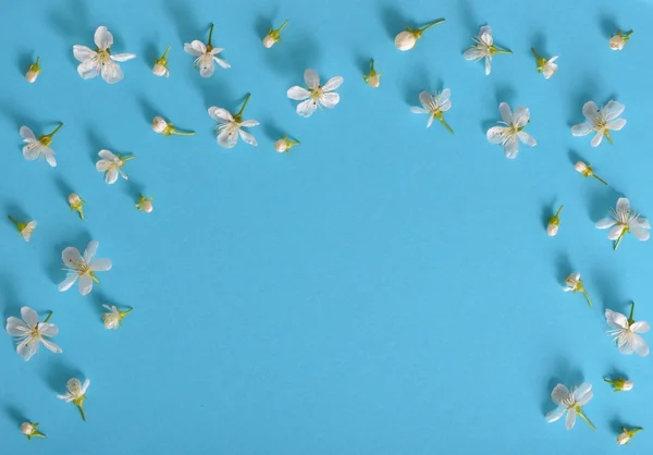 Mavi arka plan bahar kiraz çiçekleri — Stok fotoğraf