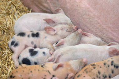 Genç piglet uyku saman üzerinde