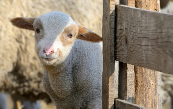 Neugeborenes Lamm auf dem Bauernhof — Stockfoto