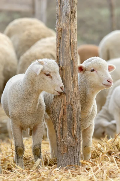 新生羊羔在农场 — 图库照片