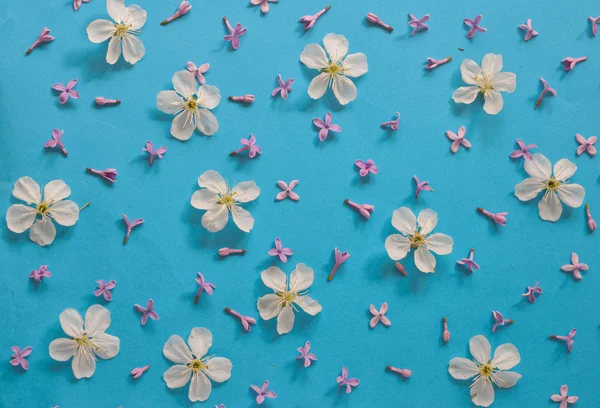 Beyaz kiraz çiçekleri ve leylak — Stok fotoğraf