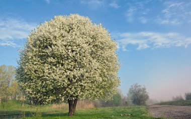 Bir çiçek açan ağaç 