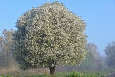 Çiçek açan kiraz ağacı 
