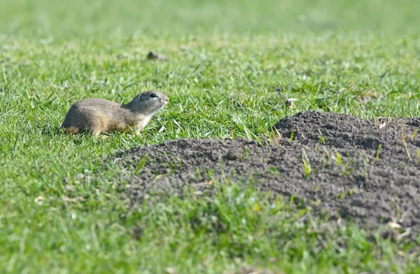 Perro de la pradera en el campo —  Fotos de Stock