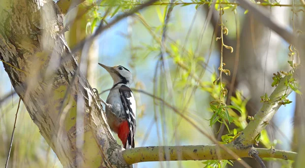 Gran pájaro carpintero manchado — Foto de Stock