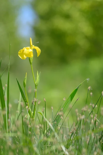 Bandiera gialla in fiore — Foto Stock