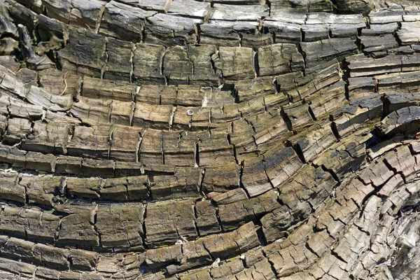 Texture del legno Astratto — Foto Stock