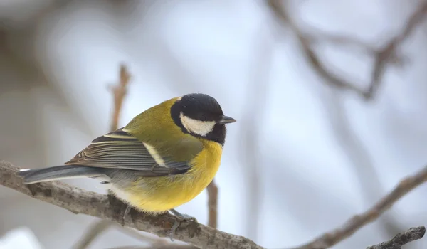 Great tit on brunch — Stock Photo, Image