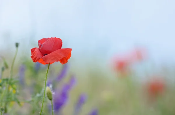 Flores de colores en el campo — Foto de Stock