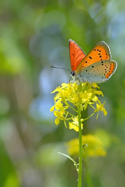 Papillon bleu commun (Polyommatus icarus) — Photo