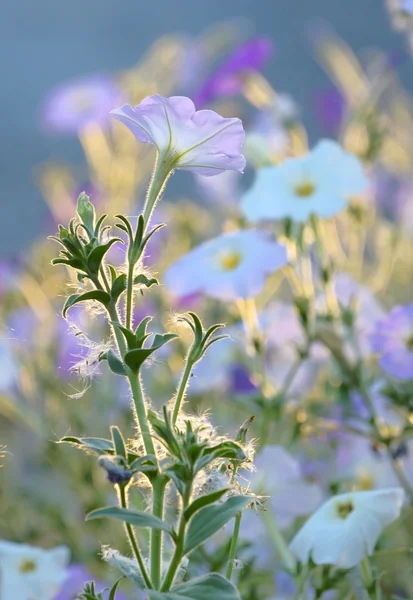 Pinkish "Tobacco Plant" flowers — Stock Photo, Image