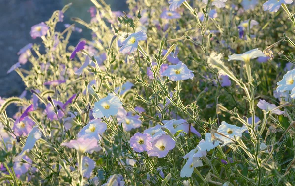 Roze bloemen van de "Tabaksplant" — Stockfoto