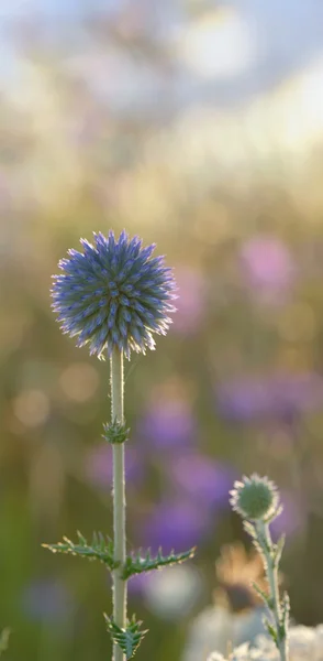 自然の中のとげのある植物のクローズ アップ — ストック写真