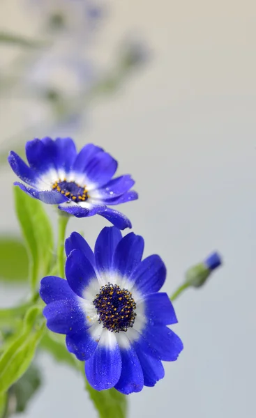 Blue cineraria flowers — Stock Photo, Image