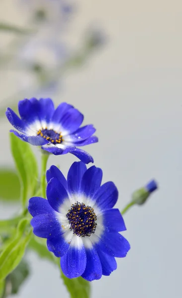 Fiori di cineraria blu — Foto Stock