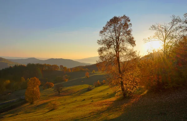 Berk bos in zonnige herfst — Stockfoto