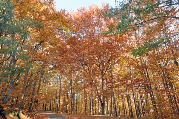 Höstfärger i skogen — Stockfoto