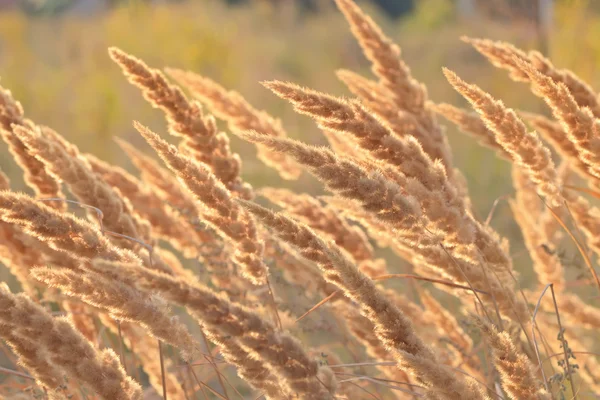 Canne secche di macro — Foto Stock