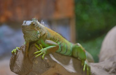 Bir erkek Yeşil Iguana Close-Up