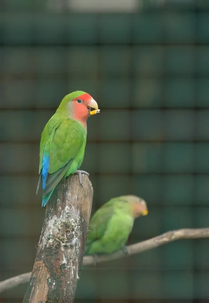 Pair of Cotorra parrot — Stock Photo, Image