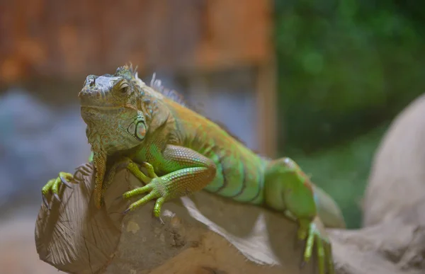 Close-up of a male Green Iguana — Stock Photo, Image