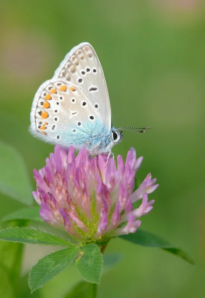 Papillon bleu commun — Photo