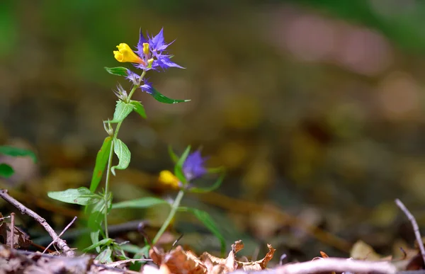 Fiori aquilegia vulgaris - Colombina comune — Foto Stock