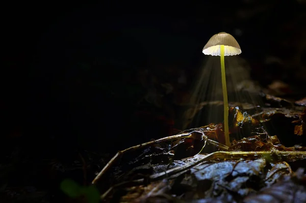 Fungo Brillante Mycena Epipterygia Nella Foresta Oscura — Foto Stock