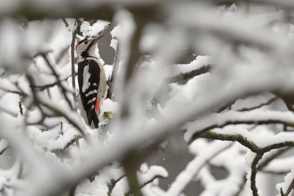 Great Spotted Woodpecker Winter Snow Tree — Stock Photo, Image