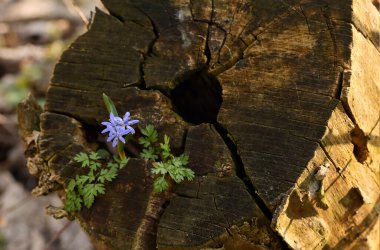 Mavi kar damlası, Scilla bifolia Bahar Ormanı 'nda